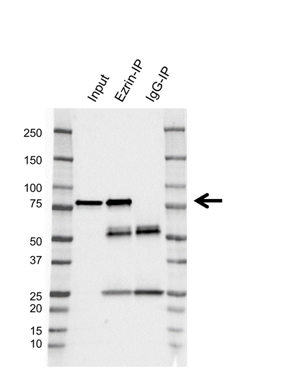 Anti Ezrin Antibody, clone CPTC26 (PrecisionAb Monoclonal Antibody) gallery image 2
