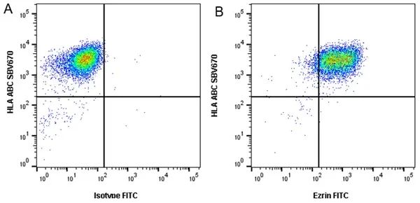 Anti Ezrin Antibody, clone CPTC26 (PrecisionAb Monoclonal Antibody) gallery image 2