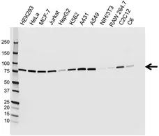 Anti Ezrin Antibody, clone CPTC26 (PrecisionAb Monoclonal Antibody) gallery image 3