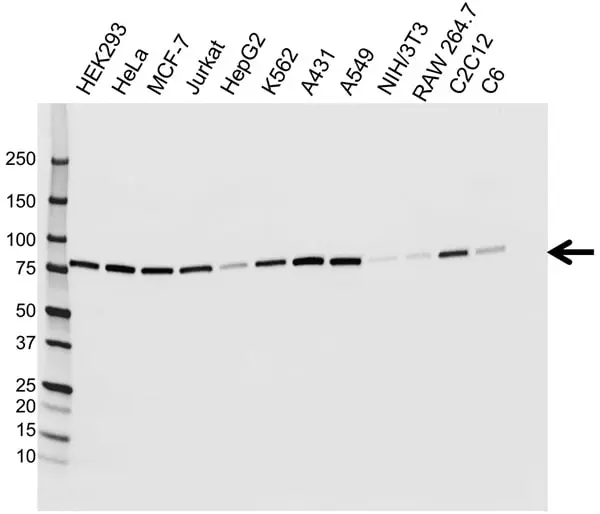 Anti Ezrin Antibody, clone CPTC26 (PrecisionAb Monoclonal Antibody) gallery image 3