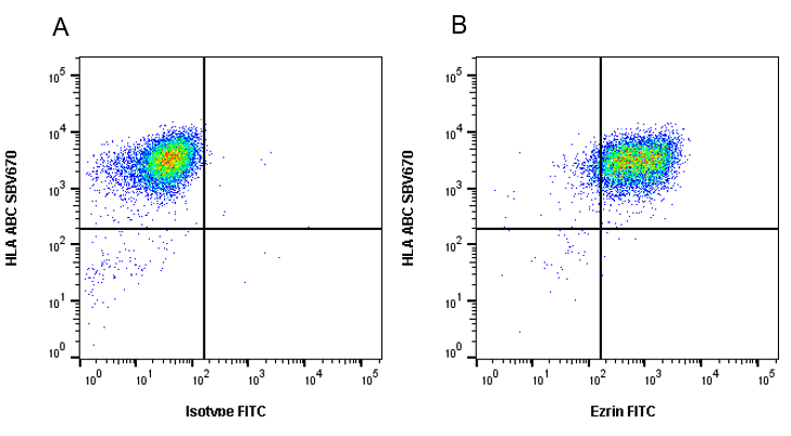 Anti Ezrin Antibody, clone CPTC26 (PrecisionAb Monoclonal Antibody) gallery image 3
