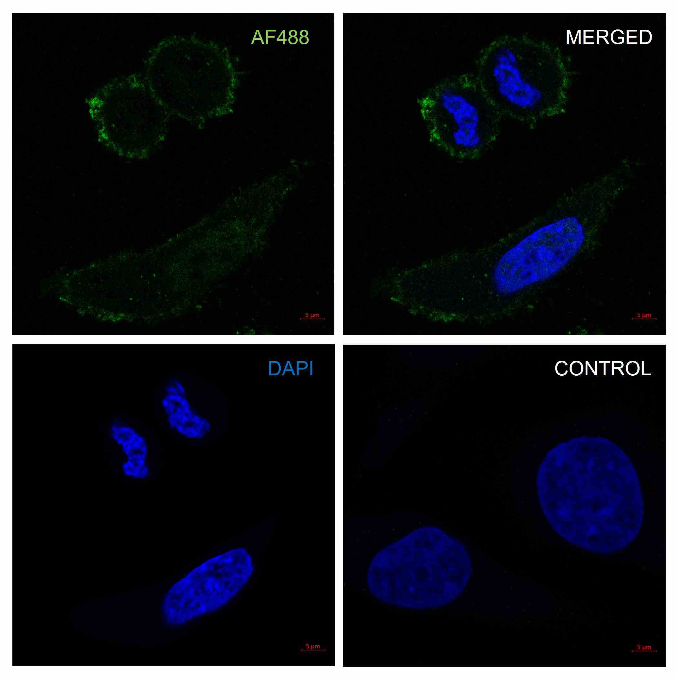 Anti Ezrin Antibody, clone CPTC26 (PrecisionAb Monoclonal Antibody) gallery image 4