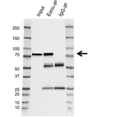 Anti Ezrin Antibody, clone CPTC26 (PrecisionAb Monoclonal Antibody) gallery image 4