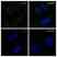 Anti Ezrin Antibody, clone CPTC26 (PrecisionAb Monoclonal Antibody) thumbnail image 4