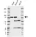 Anti Ezrin Antibody, clone CPTC26 (PrecisionAb Monoclonal Antibody) thumbnail image 4