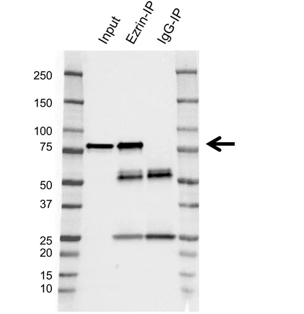 Anti Ezrin Antibody, clone CPTC26 (PrecisionAb Monoclonal Antibody) gallery image 4
