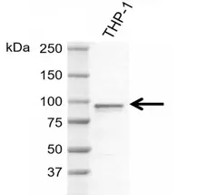 Anti Human FES Antibody, clone AB04-4F6 gallery image 1