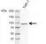 Anti Human FES Antibody, clone AB04-4F6 thumbnail image 1