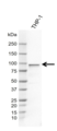 Anti Human FES Antibody, clone AB04-4F6 thumbnail image 1