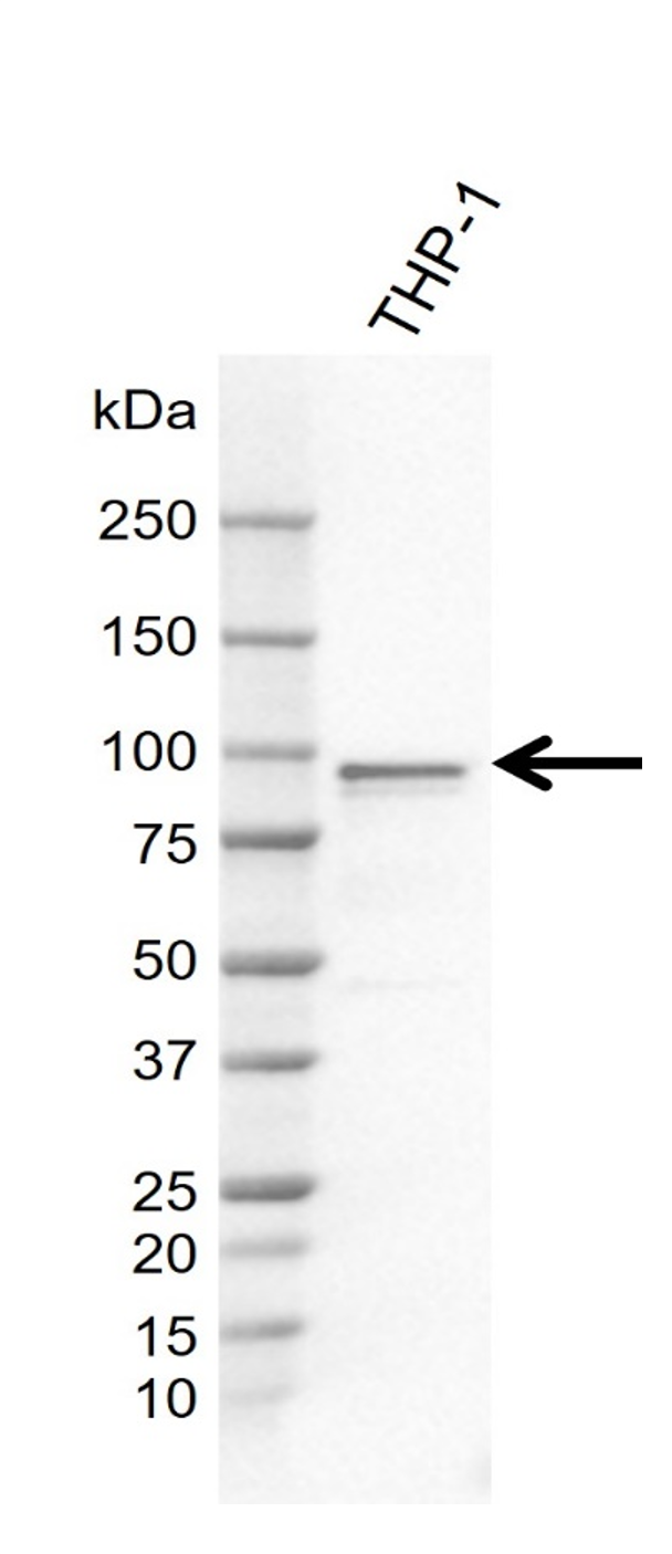 Anti Human FES Antibody, clone AB04-4F6 gallery image 1