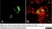 Anti Human FGF Basic Antibody, clone MC-GF1 thumbnail image 2