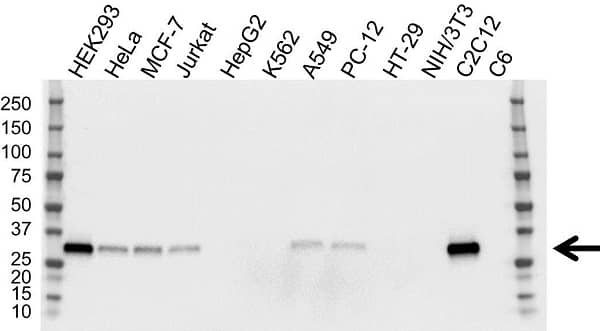 Anti FHL1 Antibody, clone OTI2E11 (PrecisionAb Monoclonal Antibody) gallery image 1
