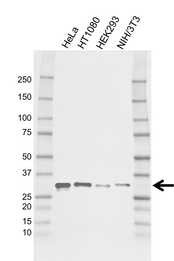 Anti FHL2 Antibody, clone AB04-4H8 (PrecisionAb Monoclonal Antibody) gallery image 1