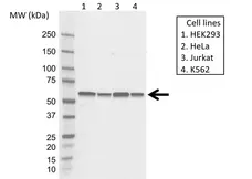 Anti FKBP4 Antibody, clone 4B02/1A9 (PrecisionAb Monoclonal Antibody) gallery image 1