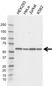 Anti FKBP4 Antibody, clone 4B02/1A9 (PrecisionAb Monoclonal Antibody) thumbnail image 1