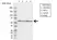 Anti FKBP4 Antibody, clone 4B02/1A9 (PrecisionAb Monoclonal Antibody) thumbnail image 1