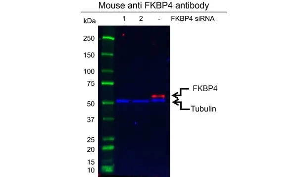 Anti FKBP4 Antibody, clone 4B02/1A9 (PrecisionAb Monoclonal Antibody) gallery image 2