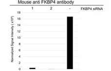 Anti FKBP4 Antibody, clone 4B02/1A9 (PrecisionAb Monoclonal Antibody) gallery image 3