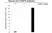 Anti FKBP4 Antibody, clone 4B02/1A9 (PrecisionAb Monoclonal Antibody) thumbnail image 3