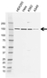 Anti Flii Antibody, clone AB01/1C12 (PrecisionAb Monoclonal Antibody) thumbnail image 1