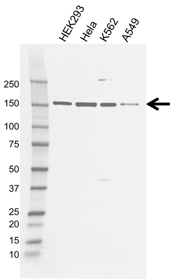 Anti Flii Antibody, clone AB01/1C12 (PrecisionAb Monoclonal Antibody) gallery image 1