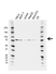 Anti FMR1 Antibody, clone GH01/4C9 (PrecisionAb Monoclonal Antibody) thumbnail image 1