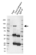 Anti Focal Adhesion Kinase Antibody, clone OTI4A8 (PrecisionAb Monoclonal Antibody) thumbnail image 2