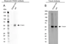 Anti FOXA1 Antibody, clone FOXA1/1512 (PrecisionAb Monoclonal Antibody) gallery image 1