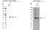 Anti FOXA1 Antibody, clone FOXA1/1512 (PrecisionAb Monoclonal Antibody) thumbnail image 1