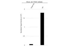 Anti FOXA1 Antibody, clone FOXA1/1512 (PrecisionAb Monoclonal Antibody) gallery image 2