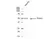 Anti FOXA1 Antibody, clone FOXA1/1512 (PrecisionAb Monoclonal Antibody) thumbnail image 3