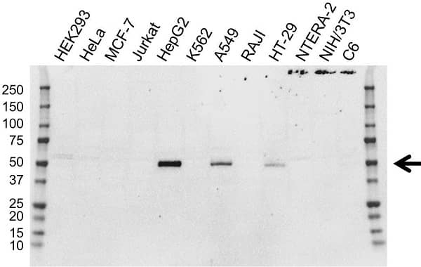 Anti FOXA2 Antibody, clone OTI3C10 (PrecisionAb Monoclonal Antibody) gallery image 1