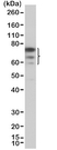 Anti FOXP1 Antibody, clone RM402 thumbnail image 1