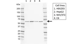 Anti Human FRIZZLED-5 Antibody, clone CD02-3B3 gallery image 1
