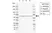Anti Human FRIZZLED-5 Antibody, clone CD02-3B3 thumbnail image 1