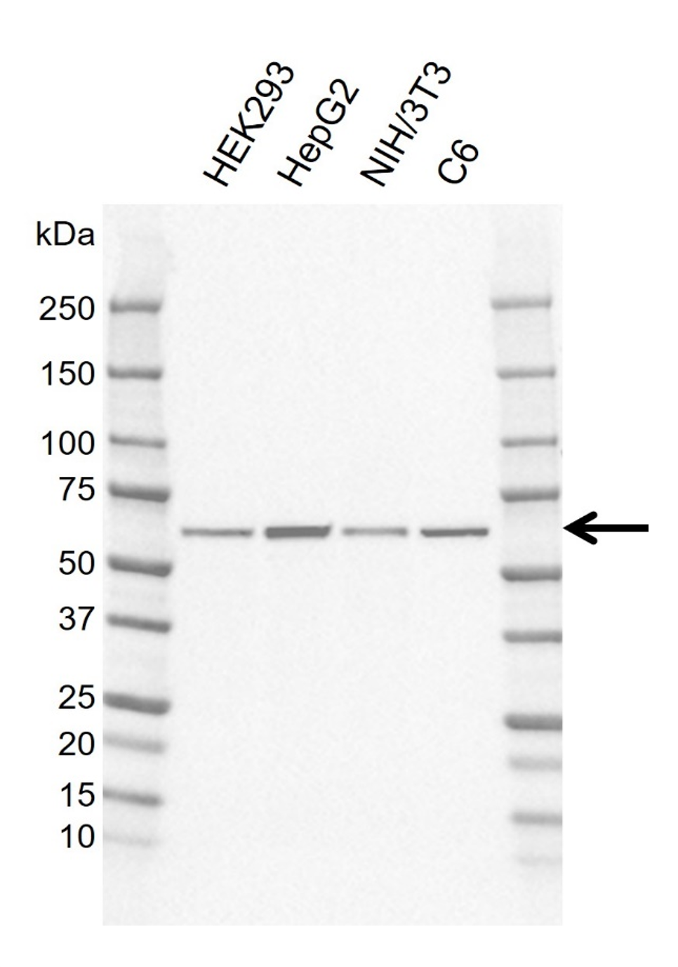 Anti Human FRIZZLED-5 Antibody, clone CD02-3B3 gallery image 1