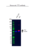 Anti FTO Antibody, clone OTI4A1 (PrecisionAb Monoclonal Antibody) thumbnail image 2