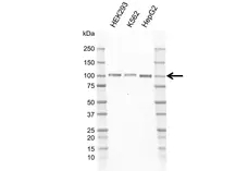 Anti Human GAB1 Antibody, clone F01/9A4-2 gallery image 1