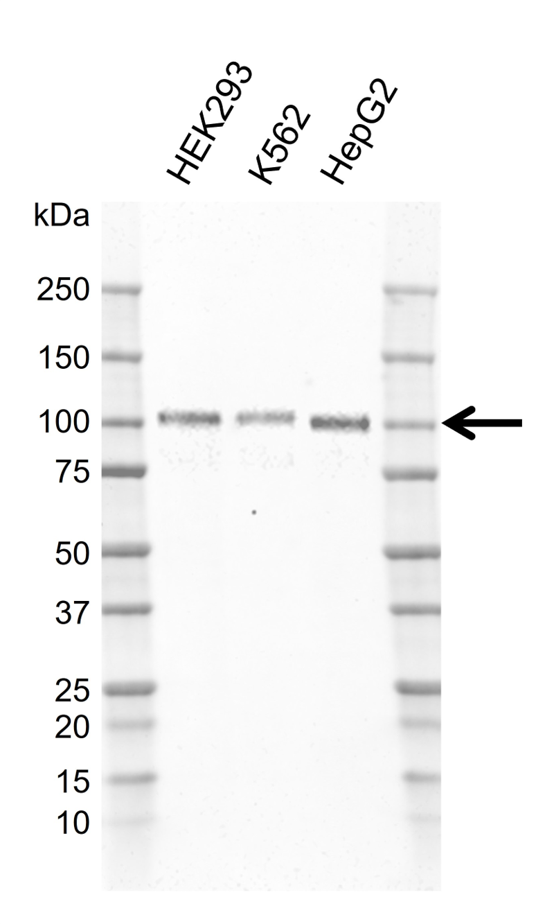 Anti Human GAB1 Antibody, clone F01/9A4-2 gallery image 1