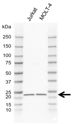 Anti GADD45A Antibody, clone GH02/2F4 (PrecisionAb Monoclonal Antibody) gallery image 1