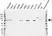 Anti Galectin-3 Binding Protein Antibody, clone OTI2B1 (PrecisionAb Monoclonal Antibody) thumbnail image 1