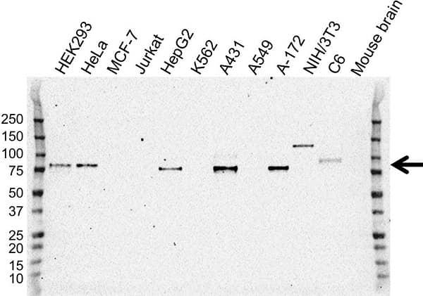 Anti Galectin-3 Binding Protein Antibody, clone OTI2B1 (PrecisionAb Monoclonal Antibody) gallery image 1