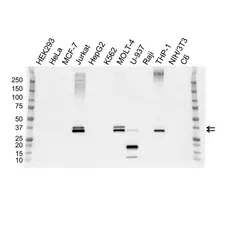 Anti GALECTIN-9 Antibody, clone OTI1G3 (PrecisionAb Monoclonal Antibody) gallery image 1