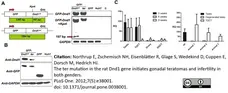 Anti Human GAPDH Antibody, clone 4G5 gallery image 1