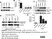 Anti Human GAPDH Antibody, clone 4G5 thumbnail image 2