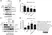 Anti Human GAPDH Antibody, clone 4G5 thumbnail image 4