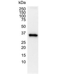 Anti Human GAPDH Antibody, clone 4G5 gallery image 5