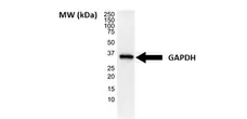 Anti Human GAPDH Antibody, clone 4G5 gallery image 5