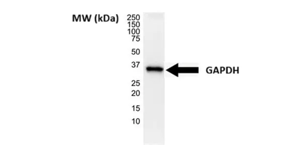 Anti Human GAPDH Antibody, clone 4G5 gallery image 5