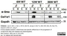 Anti Human GAPDH Antibody, clone 4G5 gallery image 6